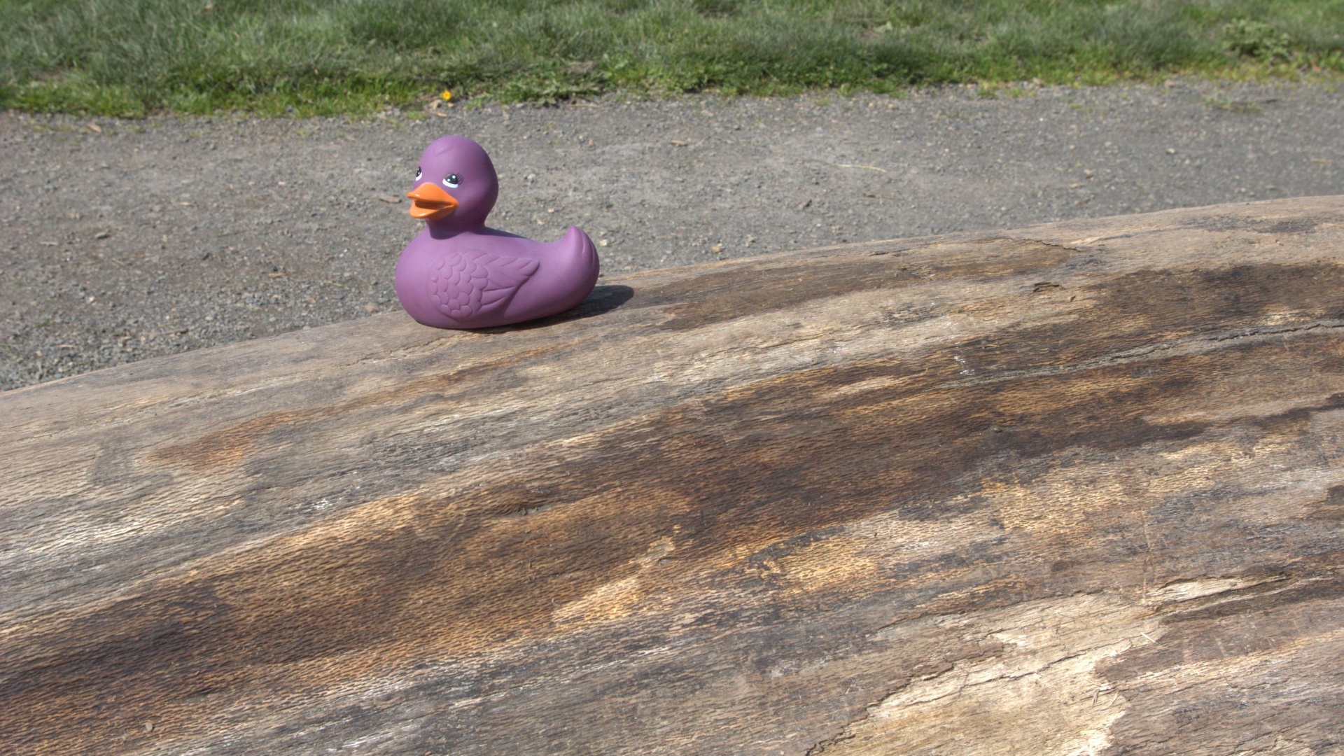 Amethyst on A Log