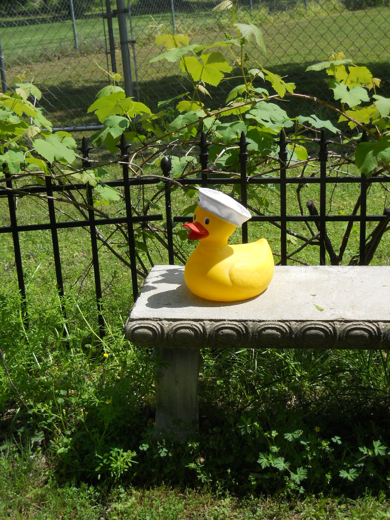 Sailor Duck on A Bench
