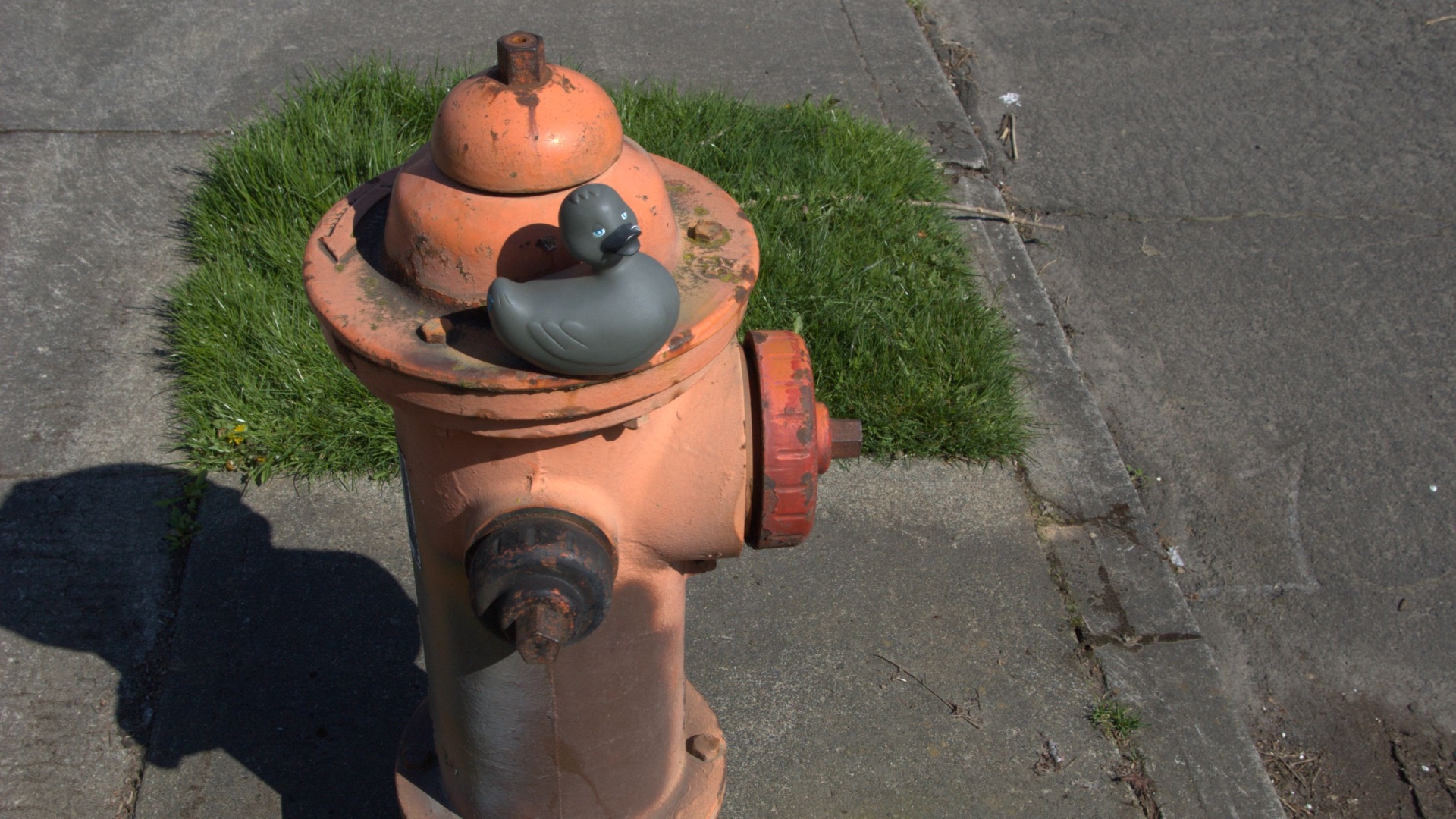 Poe on A Fire Hydrant