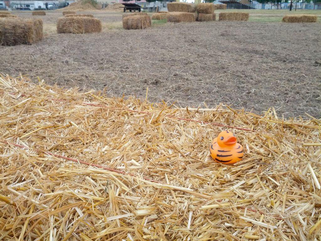 Tiger on a Hay Bale