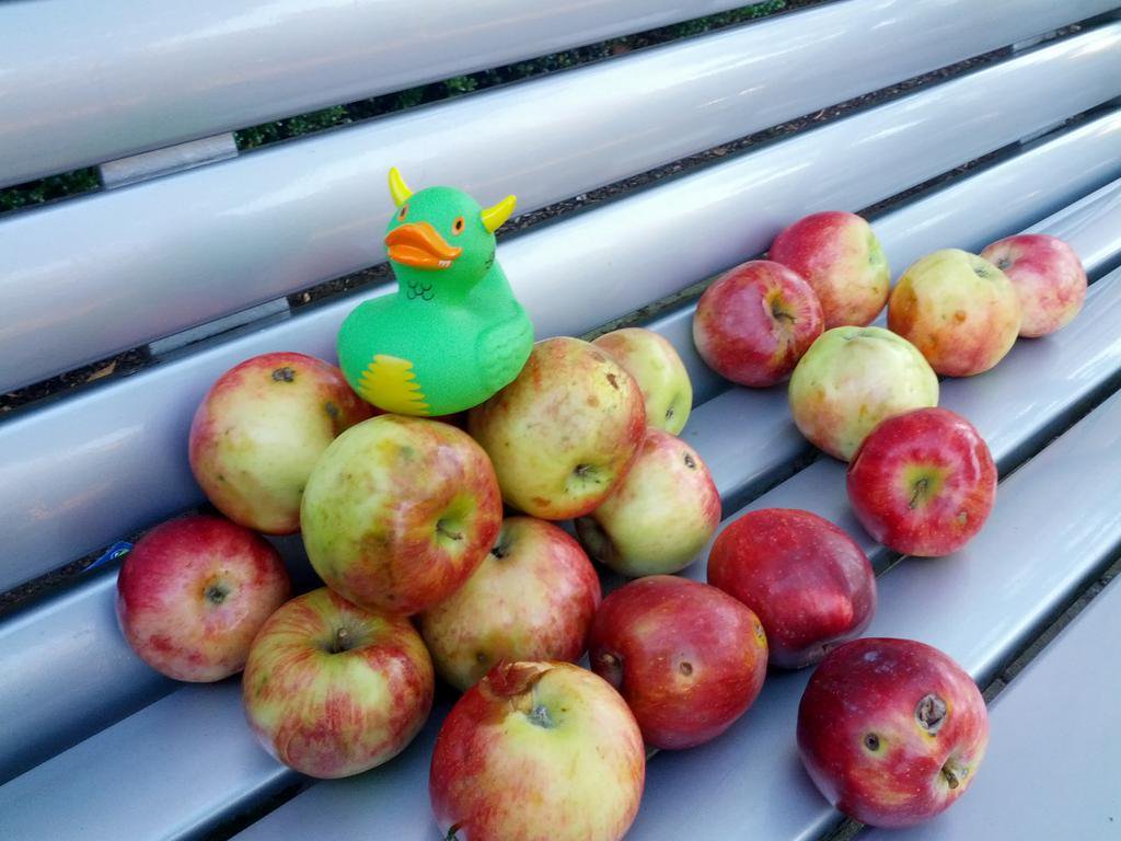 Rex on a Mound of Apples