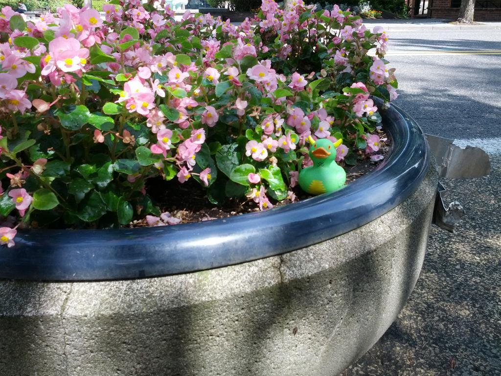 Rex on a Planter In The Street