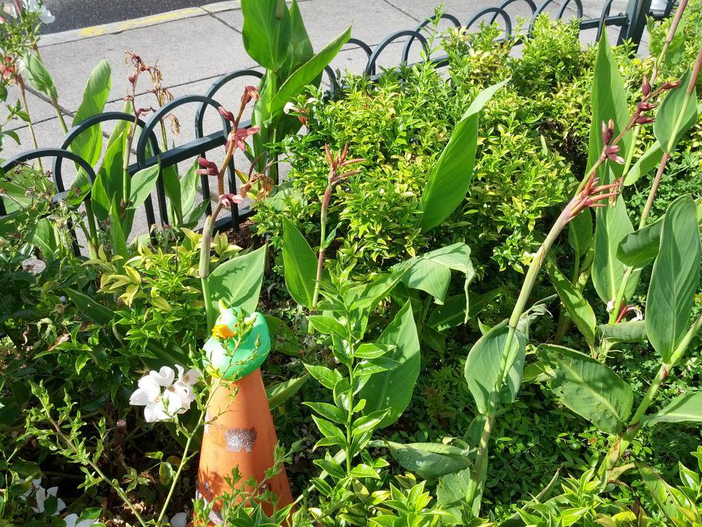 Rex on a Small Traffic Cone In A Small Garden