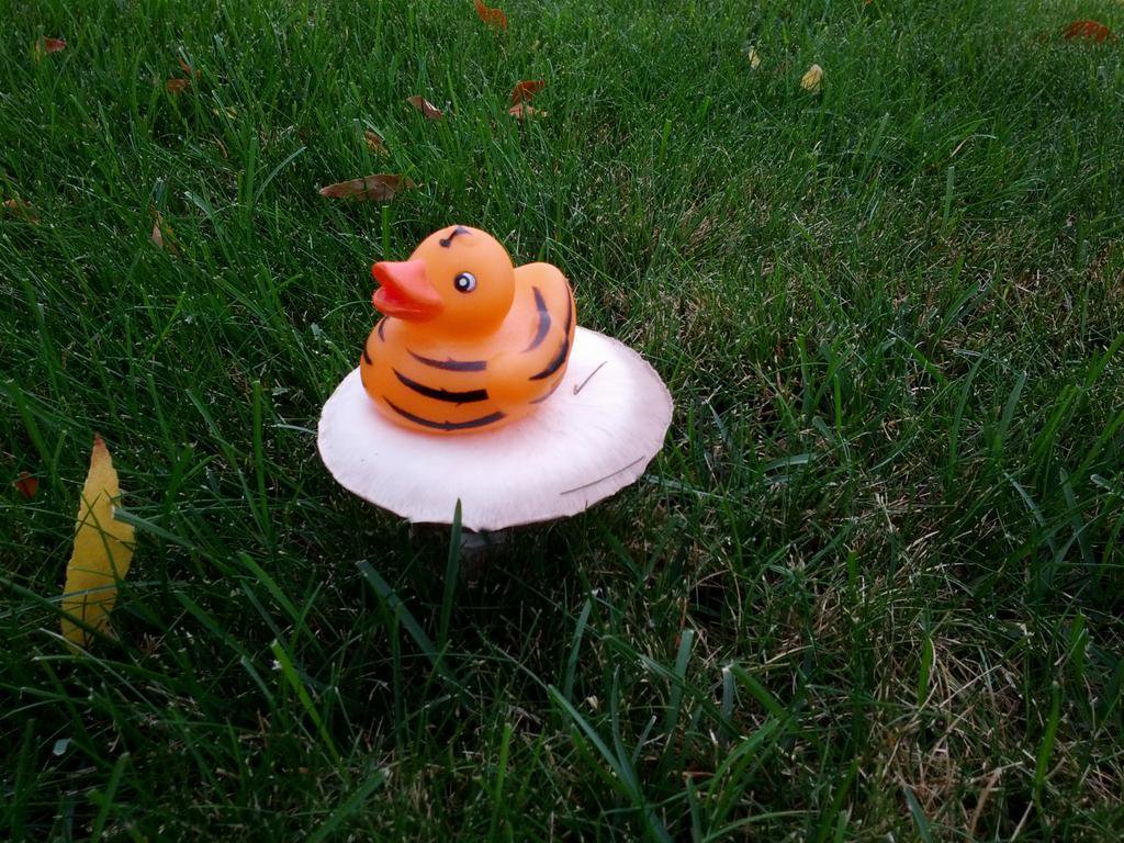 Tiger on a Mushroom