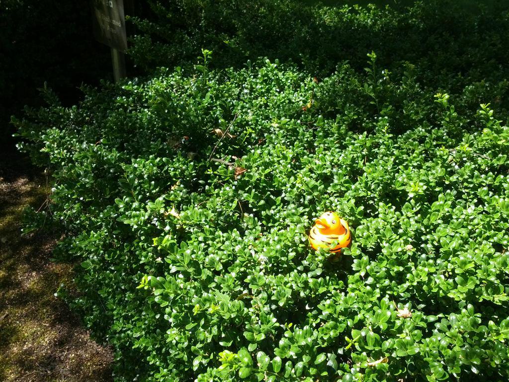 Tiger on a Shrubbery