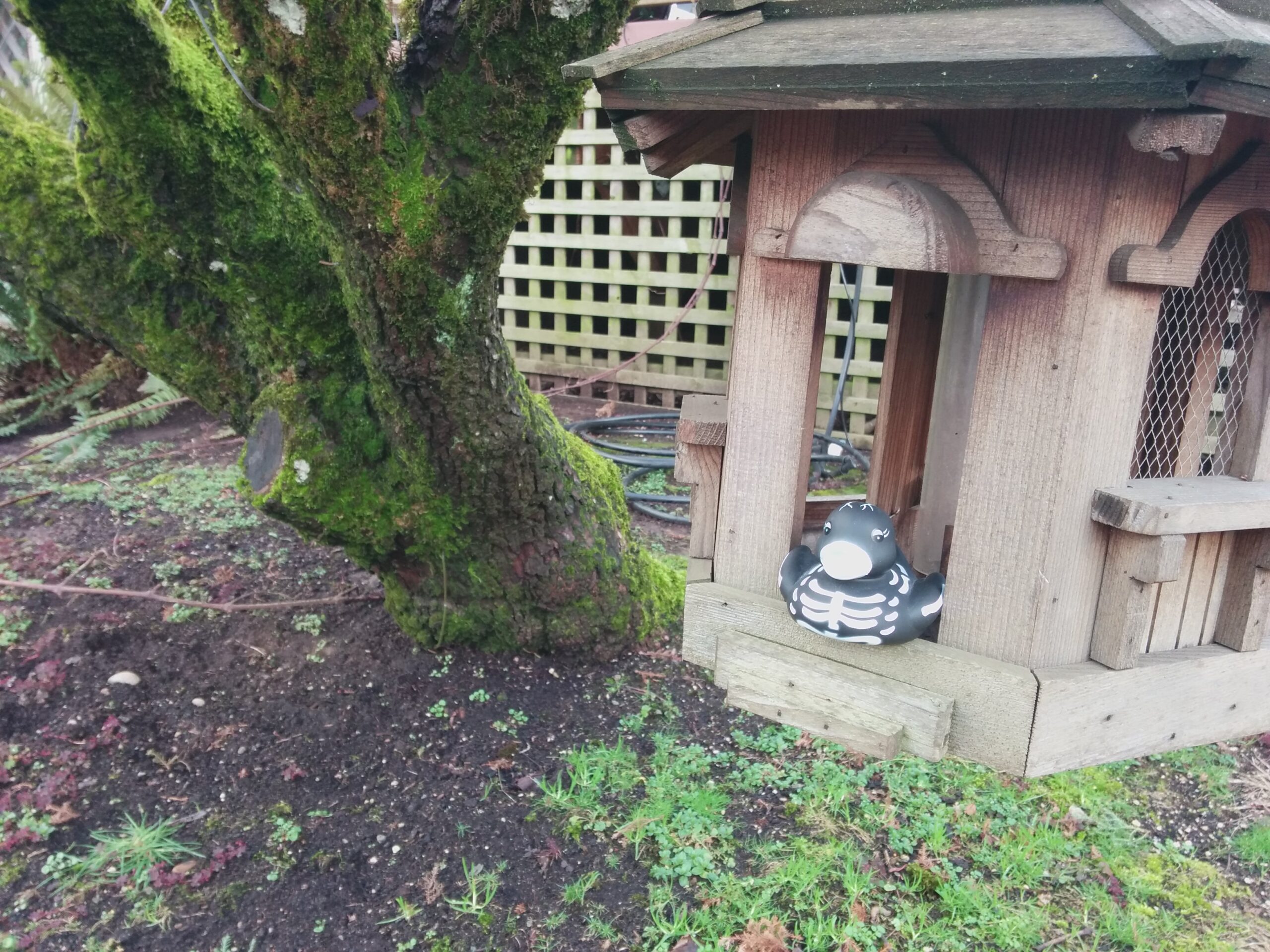 Skelly on a Bird Feeder
