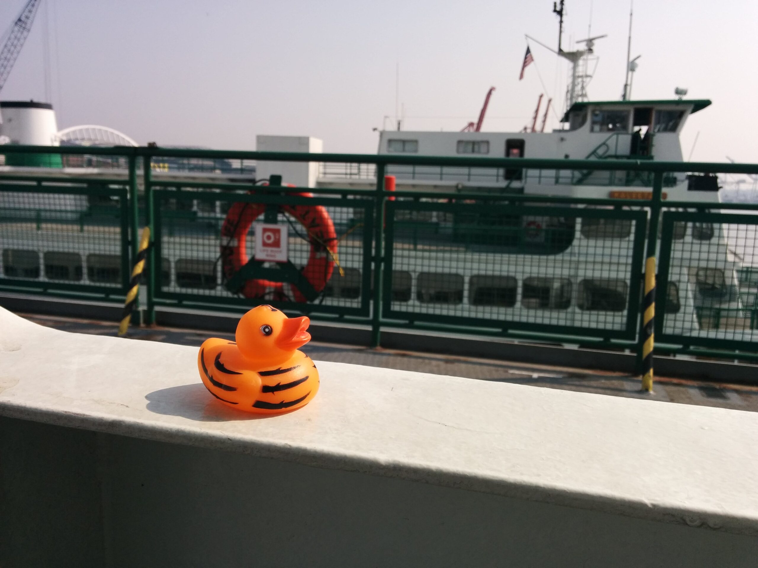 Tiger on the Wenatchee Ferry to Bainbridge Island