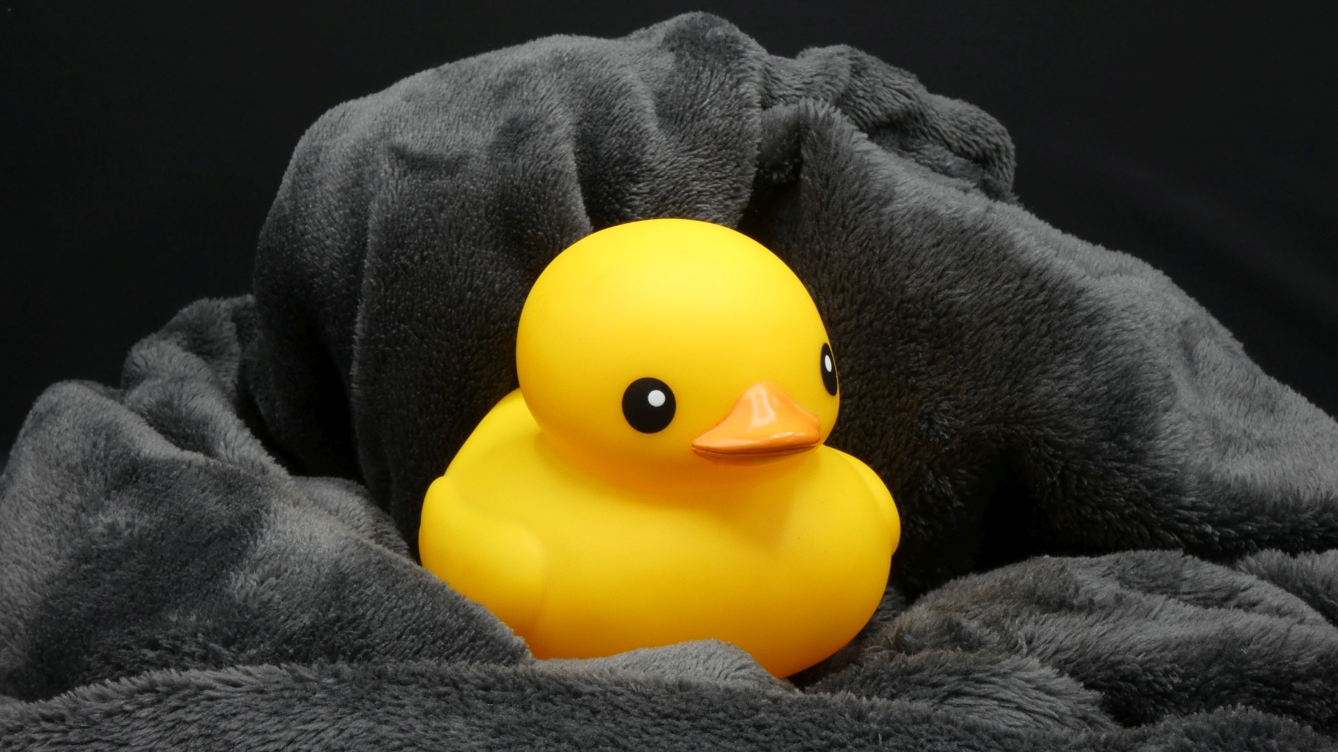 Tolo on a Gray Blanket