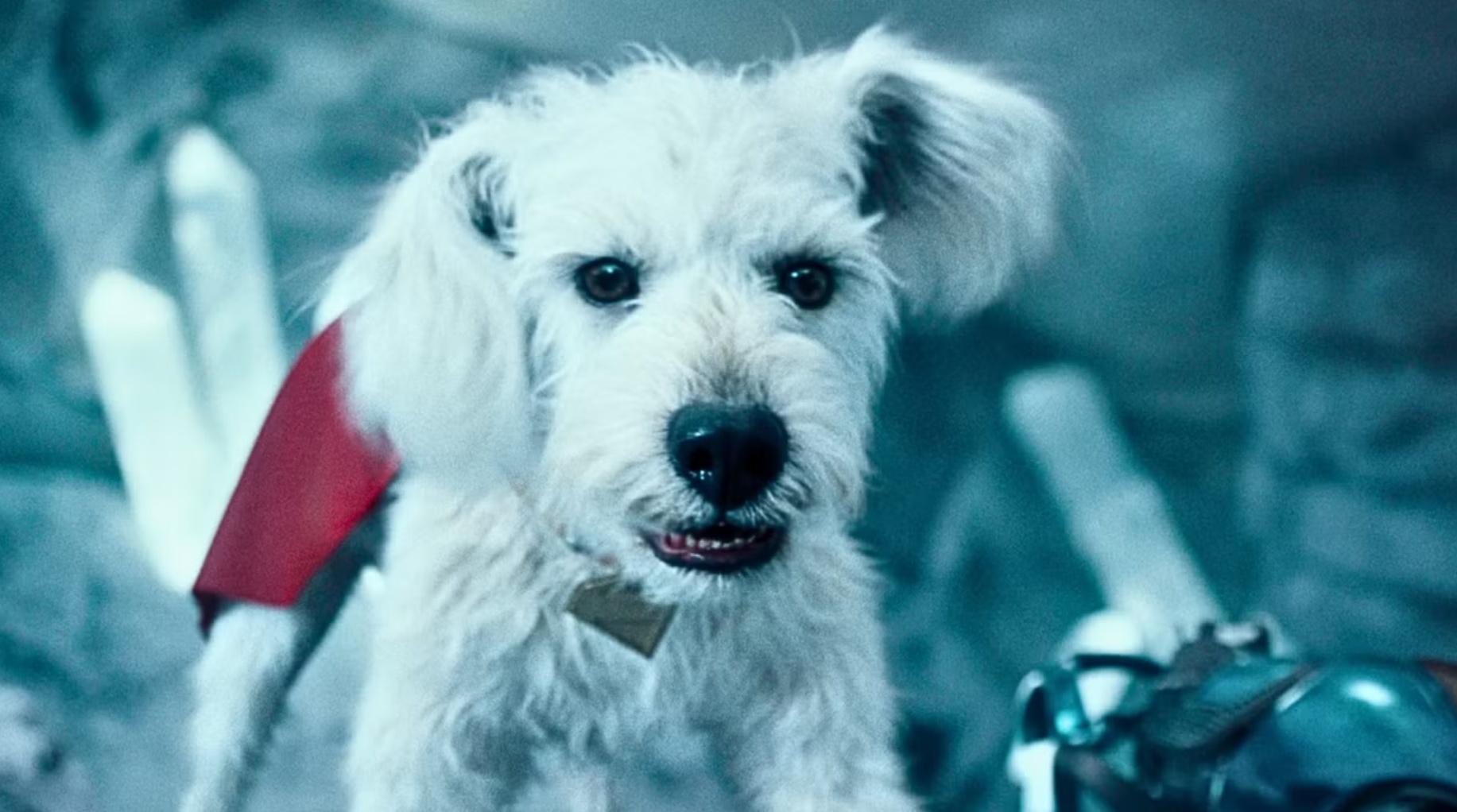Still image from 2025 Superman film showing Krypto, the super-mutt.